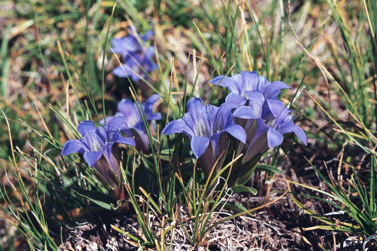 Изображение особи Gentiana kaufmanniana.