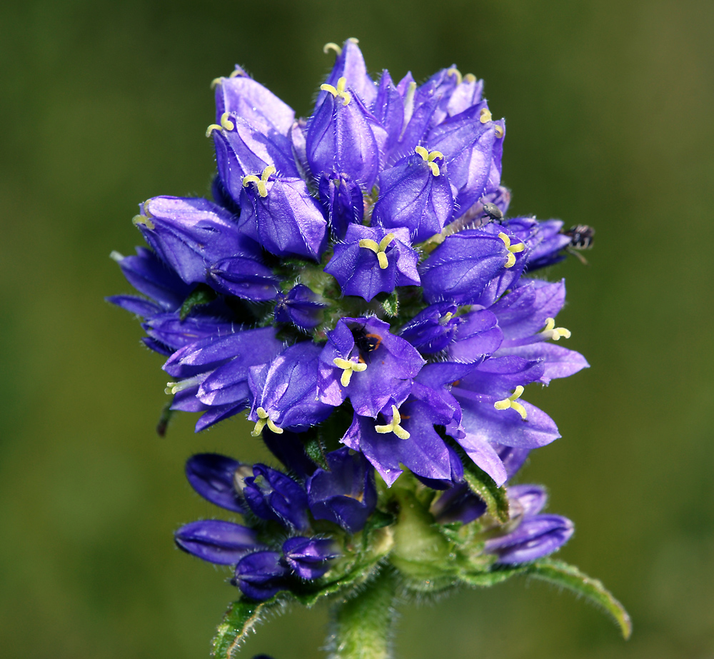 Image of Campanula cervicaria specimen.