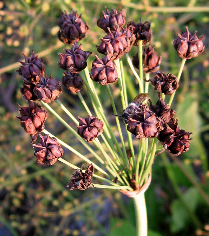 Image of Butomus umbellatus specimen.