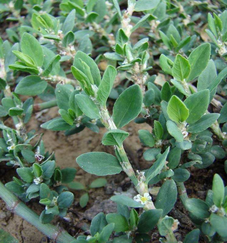 Image of genus Polygonum specimen.