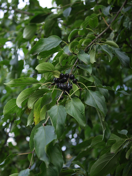 Image of Rhamnus cathartica specimen.