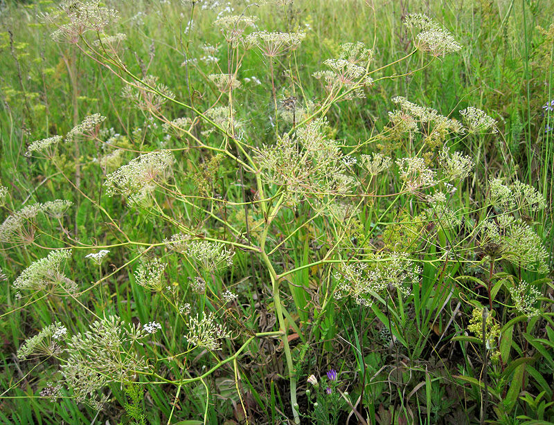 Изображение особи Falcaria vulgaris.