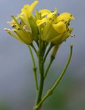 Image of taxon representative. Author is Алексей Чернышев