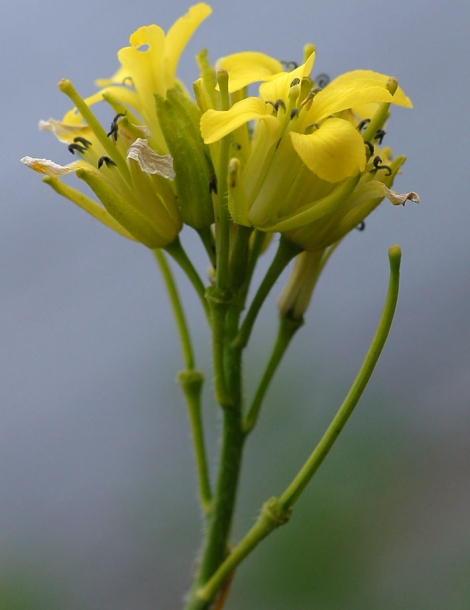 Image of Sisymbrium luteum specimen.