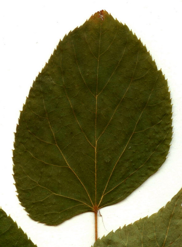 Image of Tilia nasczokinii specimen.