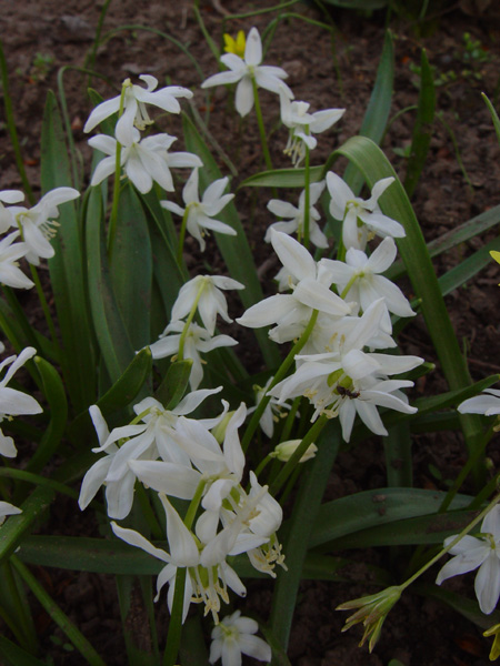 Image of Scilla siberica specimen.