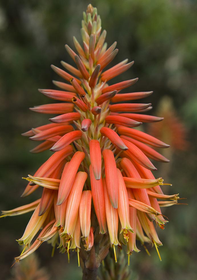 Image of Aloe brevifolia specimen.