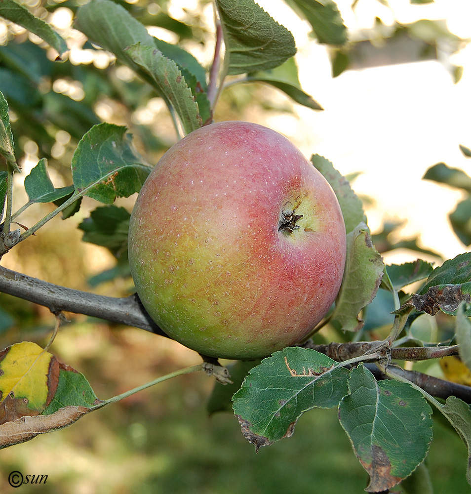 Изображение особи Malus domestica.