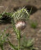 Cirsium echinus