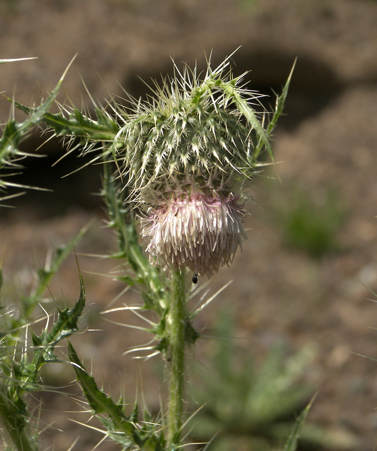 Image of Cirsium echinus specimen.