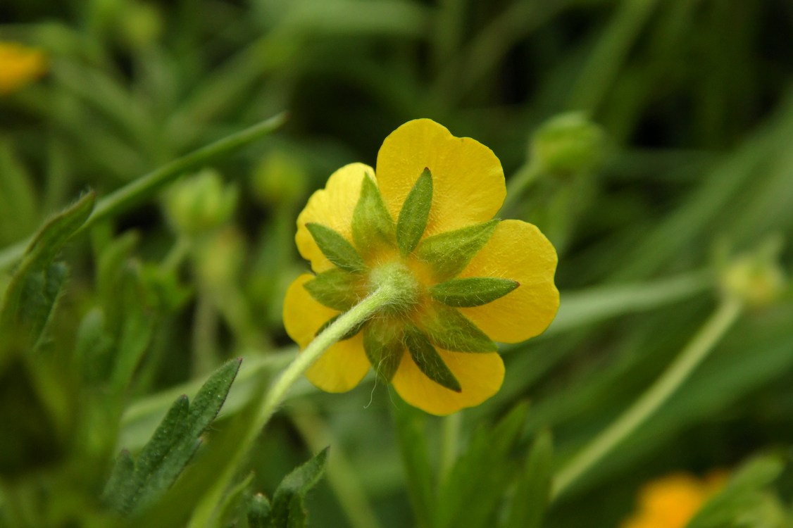 Image of Potentilla goldbachii specimen.