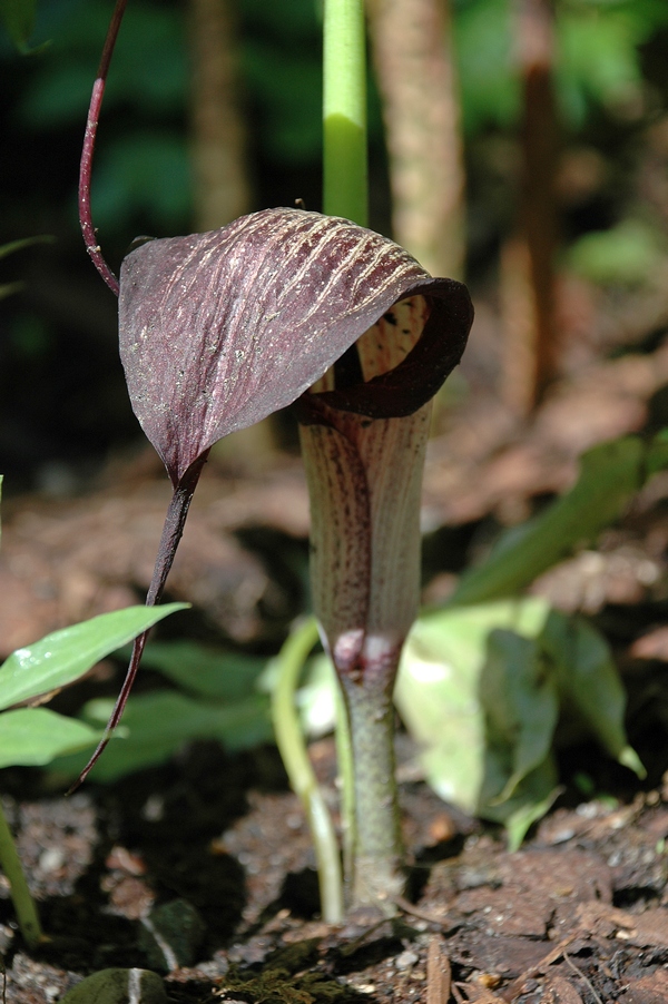 Image of Arisaema thunbergii ssp. urashima specimen.