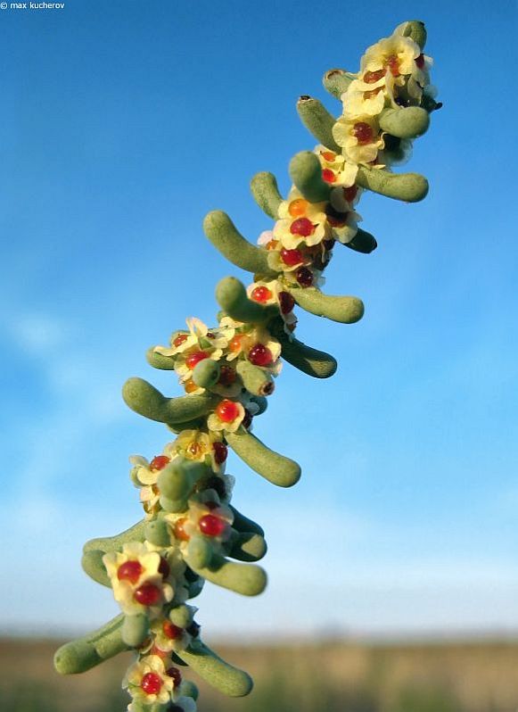 Image of Salsola foliosa specimen.