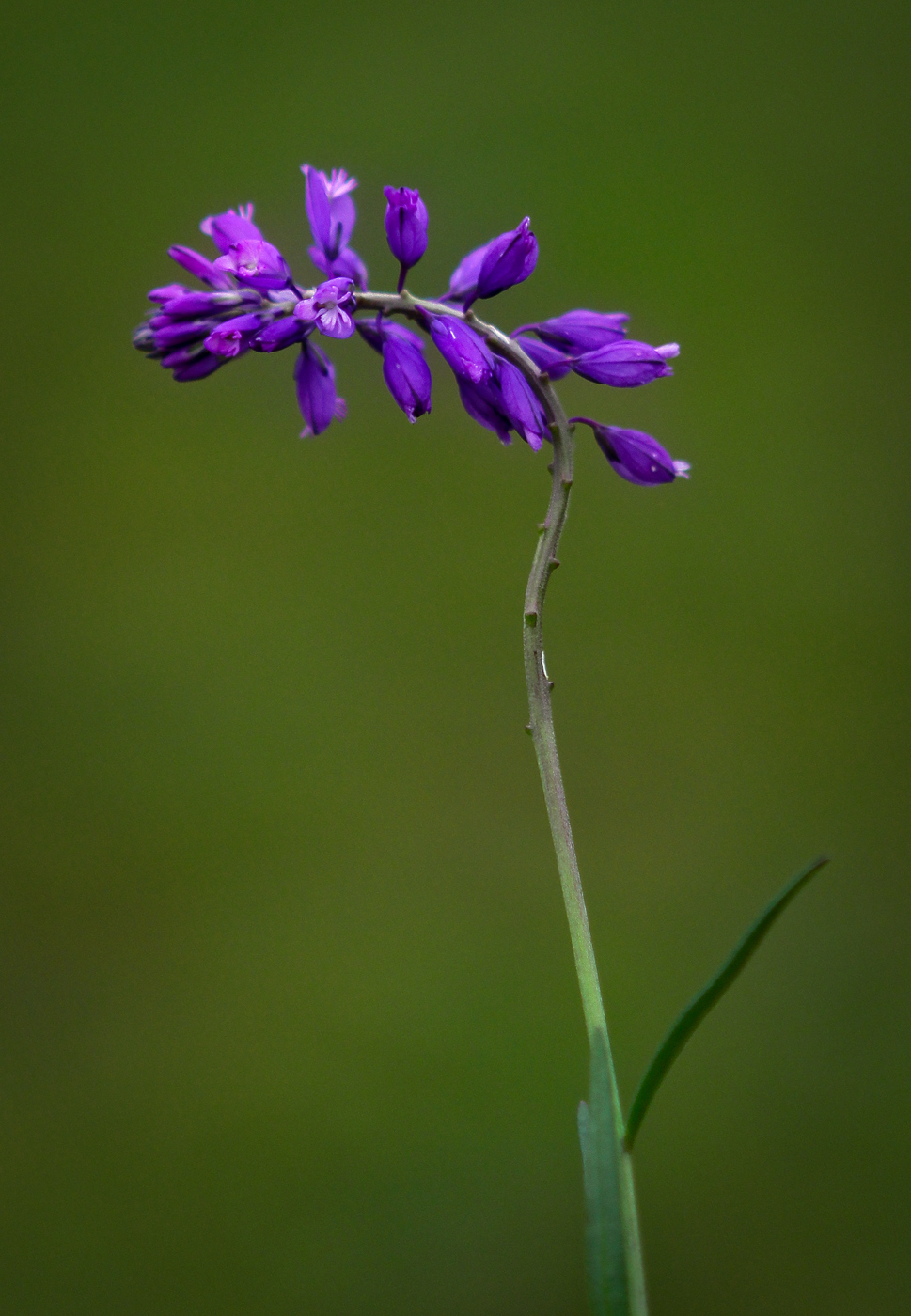 Image of Polygala hybrida specimen.