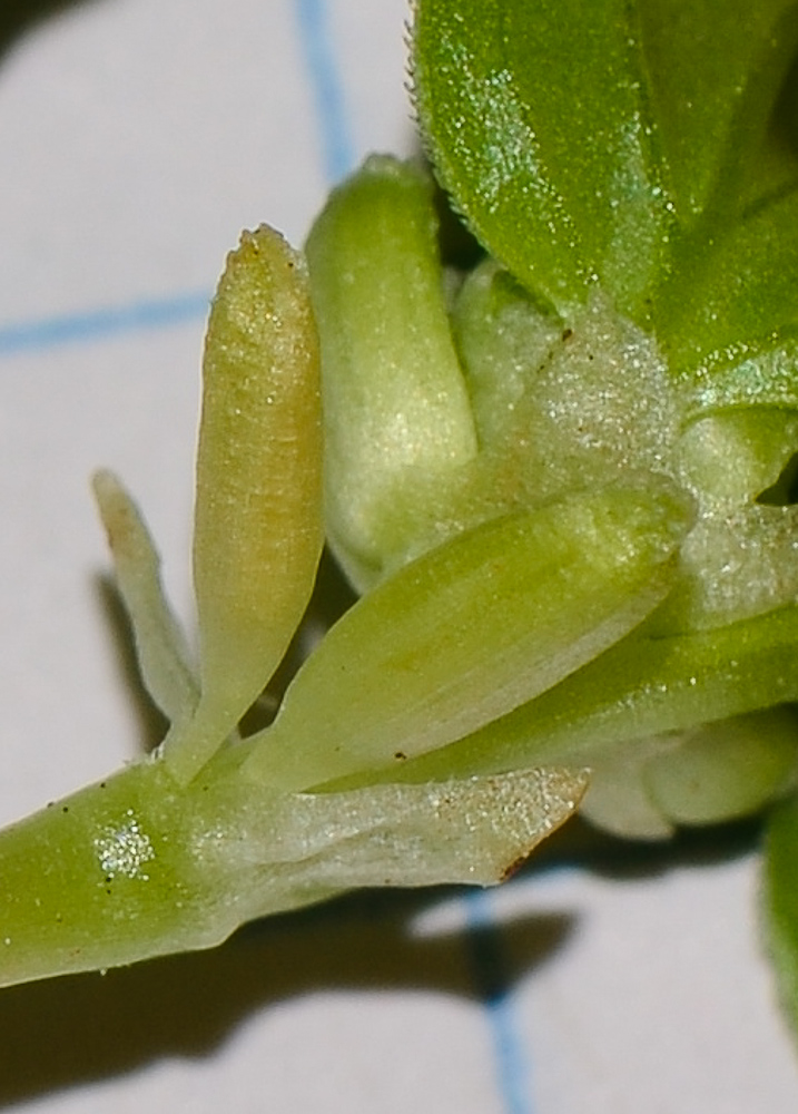 Изображение особи Theligonum cynocrambe.