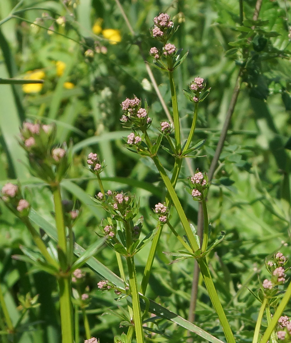 Image of Galium pseudorivale specimen.