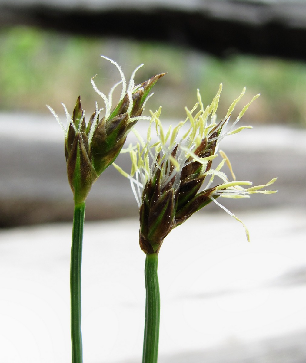 Image of Carex chordorrhiza specimen.