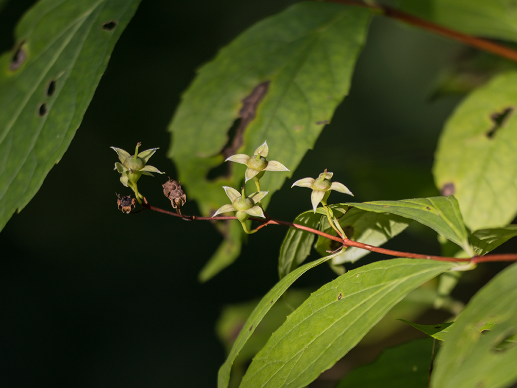 Image of Philadelphus caucasicus specimen.