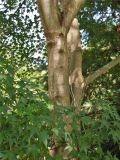 Acer serrulatum. Ствол и ветви взрослого растения. Абхазия, Сухумский ботанический сад. 19.08.2015.