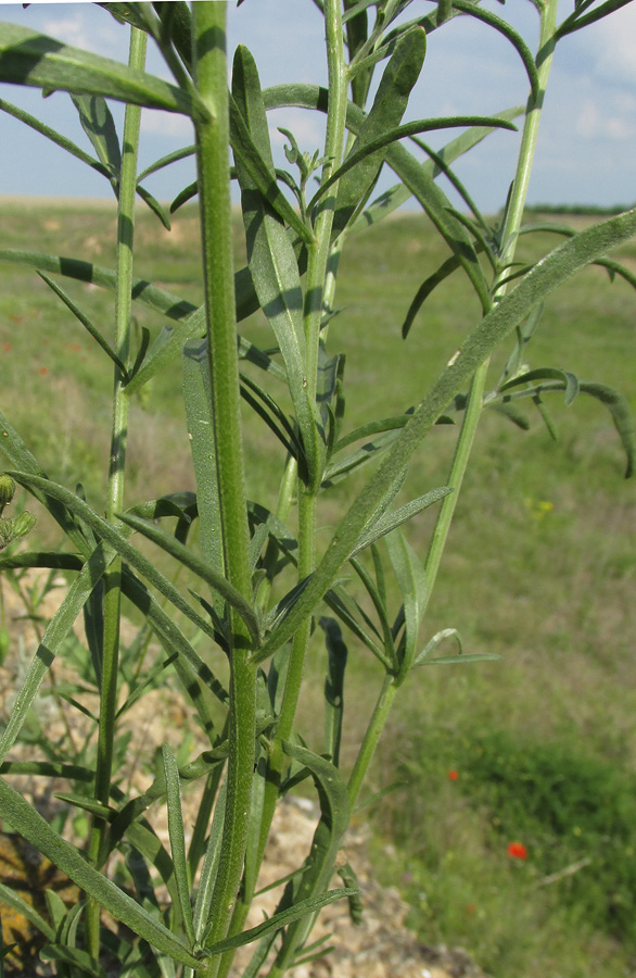 Image of Erysimum canescens specimen.