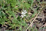 Erodium cicutarium