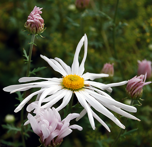 Image of Chrysanthemum zawadskii specimen.