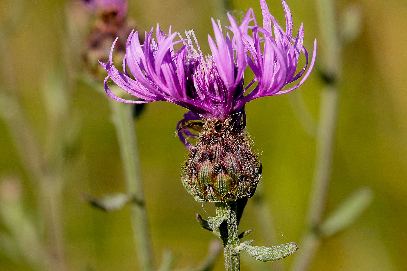 Image of Centaurea stoebe specimen.