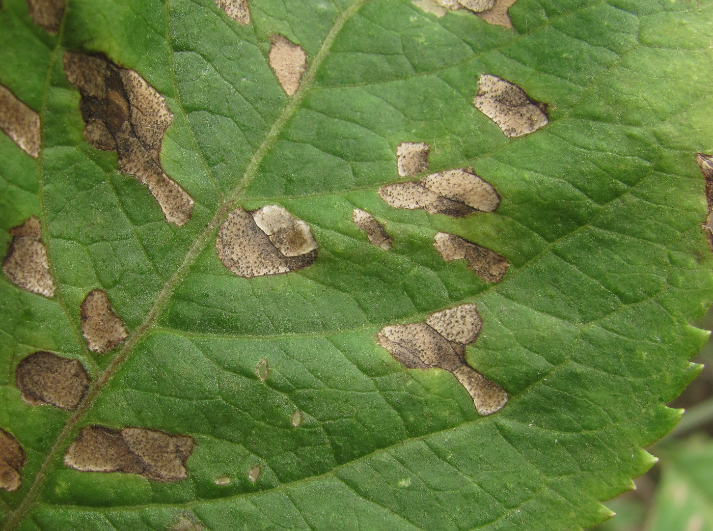 Image of Sambucus nigra specimen.