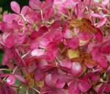 Hydrangea paniculata