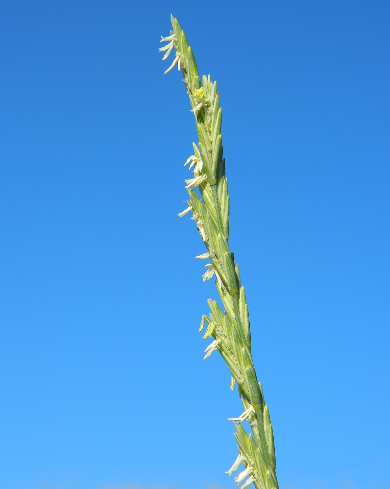 Image of Elytrigia obtusiflora specimen.