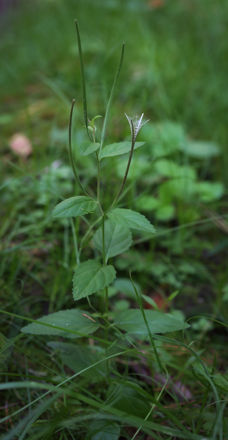 Image of Epilobium montanum specimen.