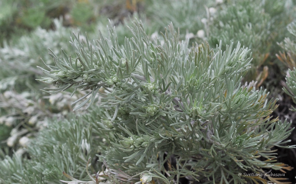 Изображение особи Artemisia schmidtiana.