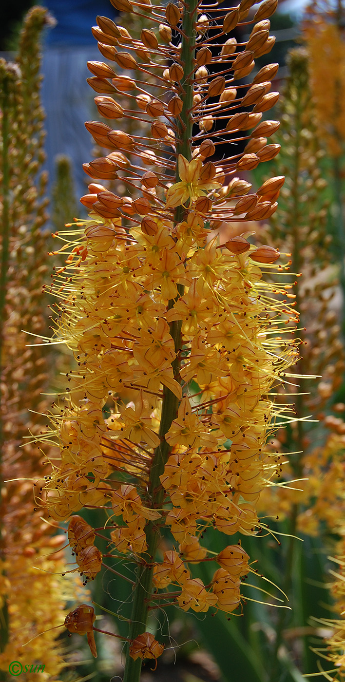 Изображение особи Eremurus &times; isabellinus.