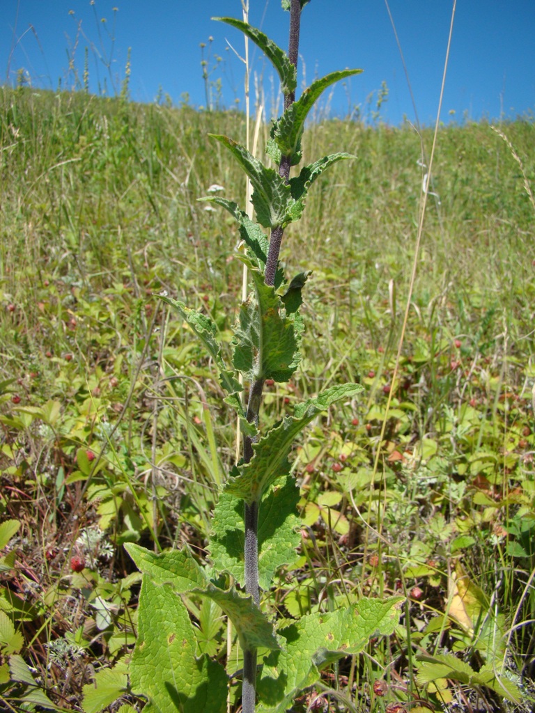 Image of Campanula bononiensis specimen.