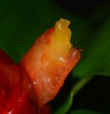 Costus woodsonii. Цветок. Таиланд, о-в Пхукет, курорт Ката, территория гостиницы, в культуре. 08.01.2017.