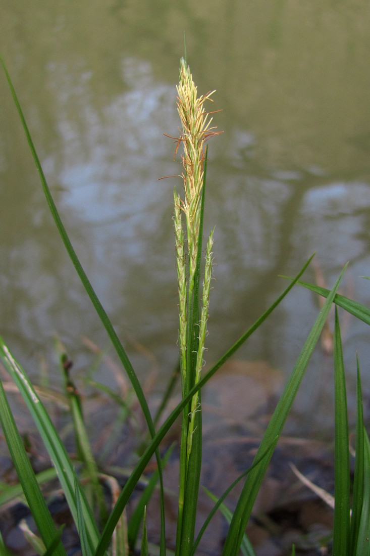 Image of Carex sylvatica specimen.