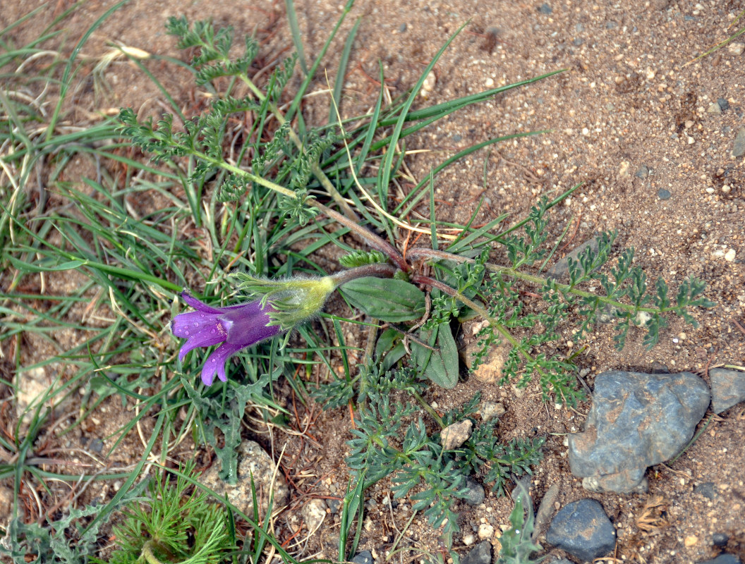 Изображение особи Pulsatilla tenuiloba.