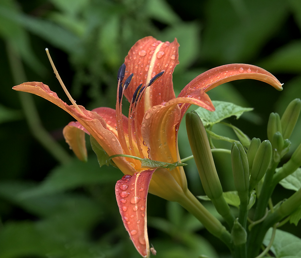 Image of Hemerocallis &times; hybrida specimen.