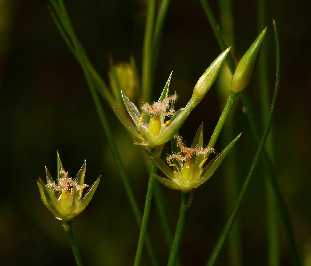 Image of Juncus bufonius specimen.