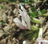 Astragalus demetrii. Цветки. Кабардино-Балкария, Эльбрусский р-н, окр. пос. Эльбрус, ок. 2000 м н.у.м., обрывистый склон речной долины. 27.07.2017.