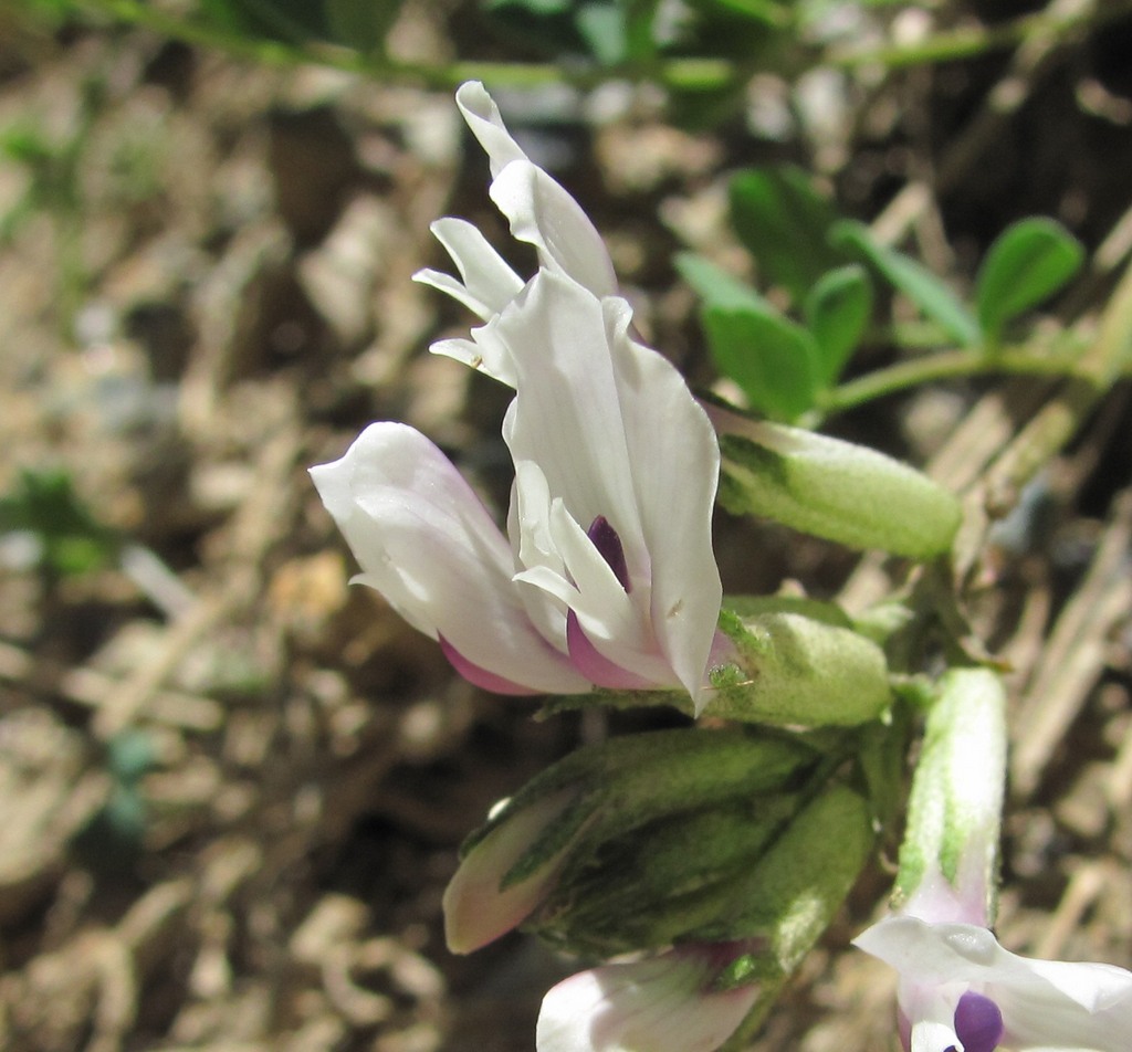 Image of Astragalus demetrii specimen.