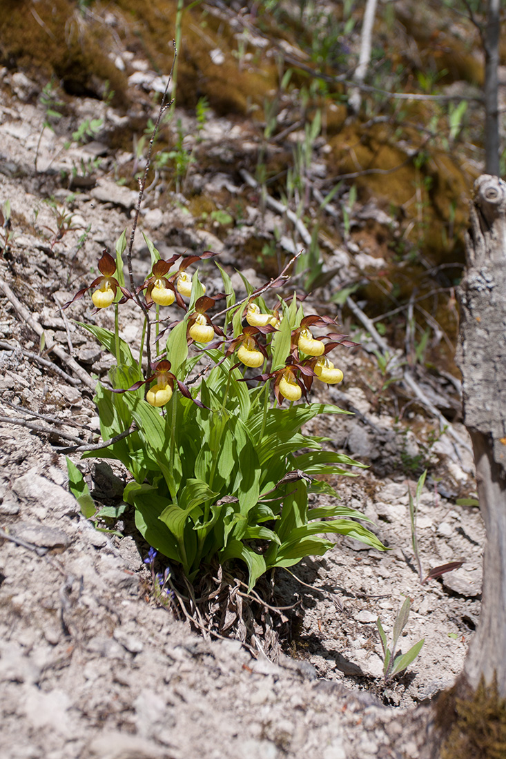 Image of Cypripedium calceolus specimen.