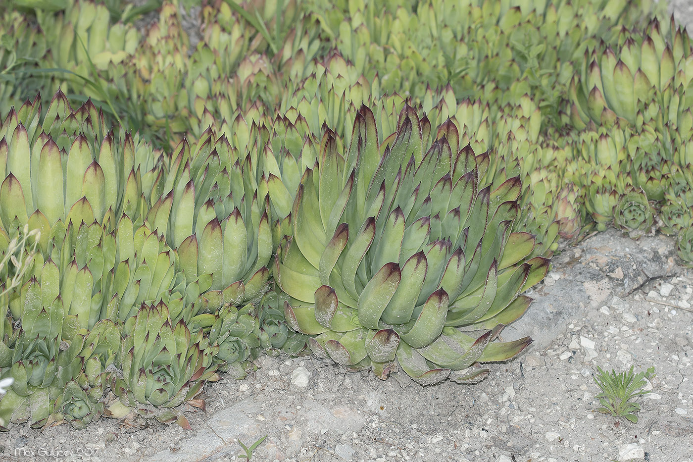 Image of Sempervivum tectorum specimen.