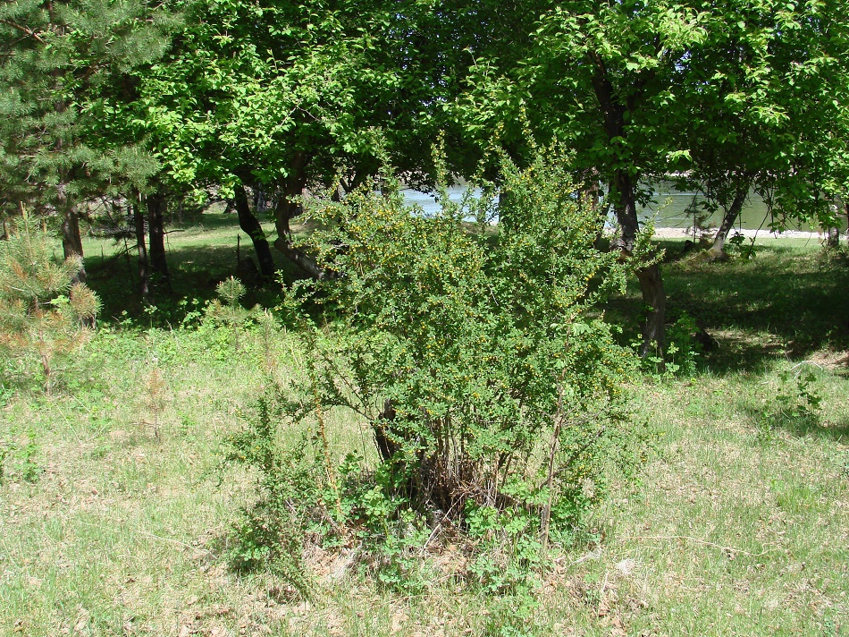 Image of Berberis sibirica specimen.