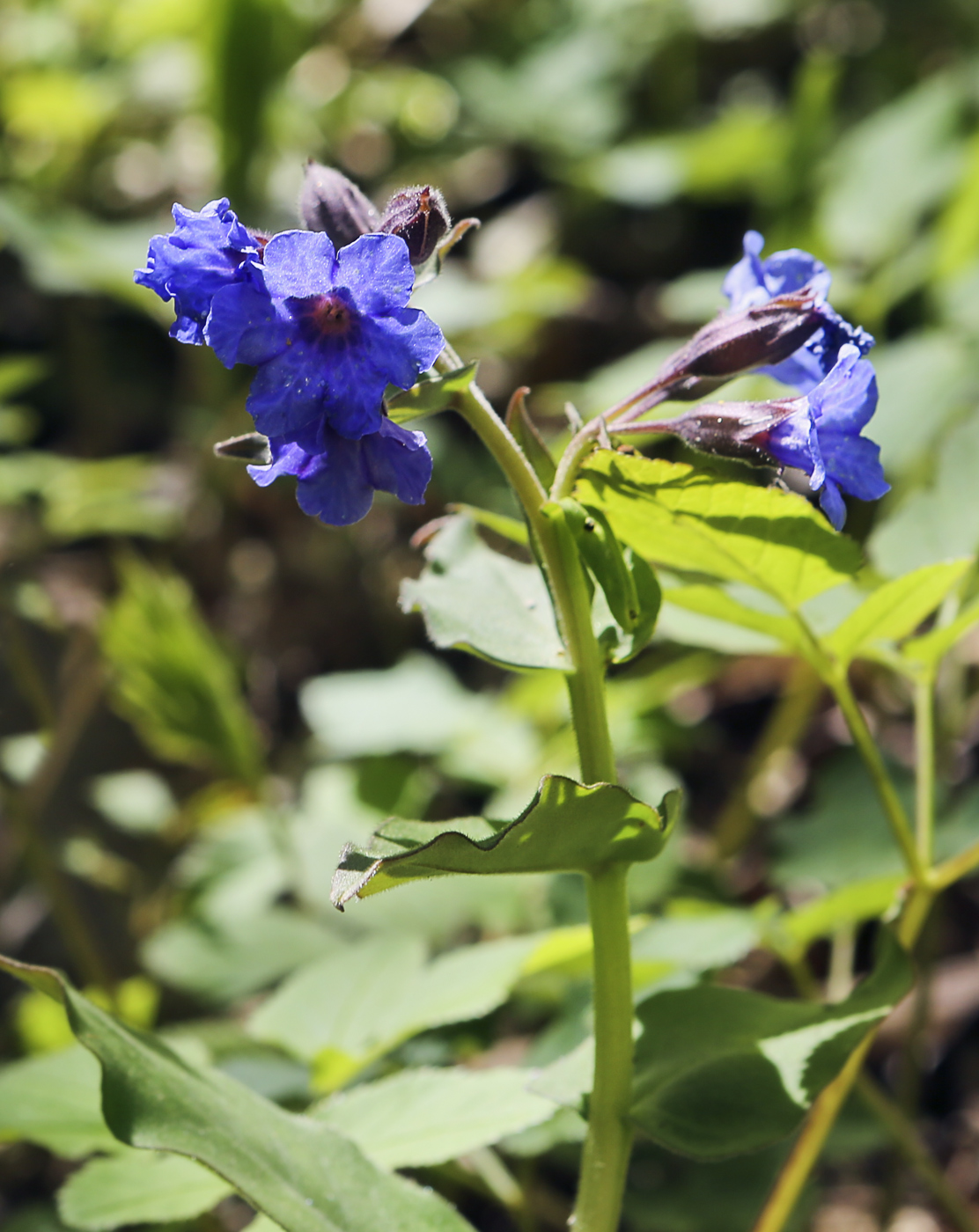 Image of Pulmonaria obscura specimen.