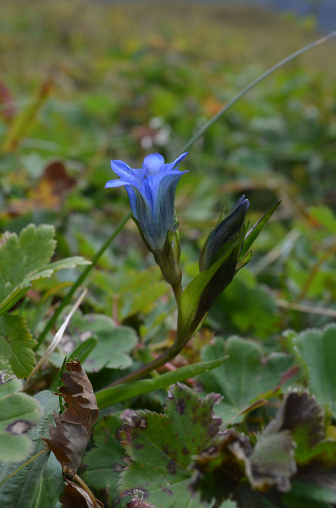 Image of Gentiana kaufmanniana specimen.