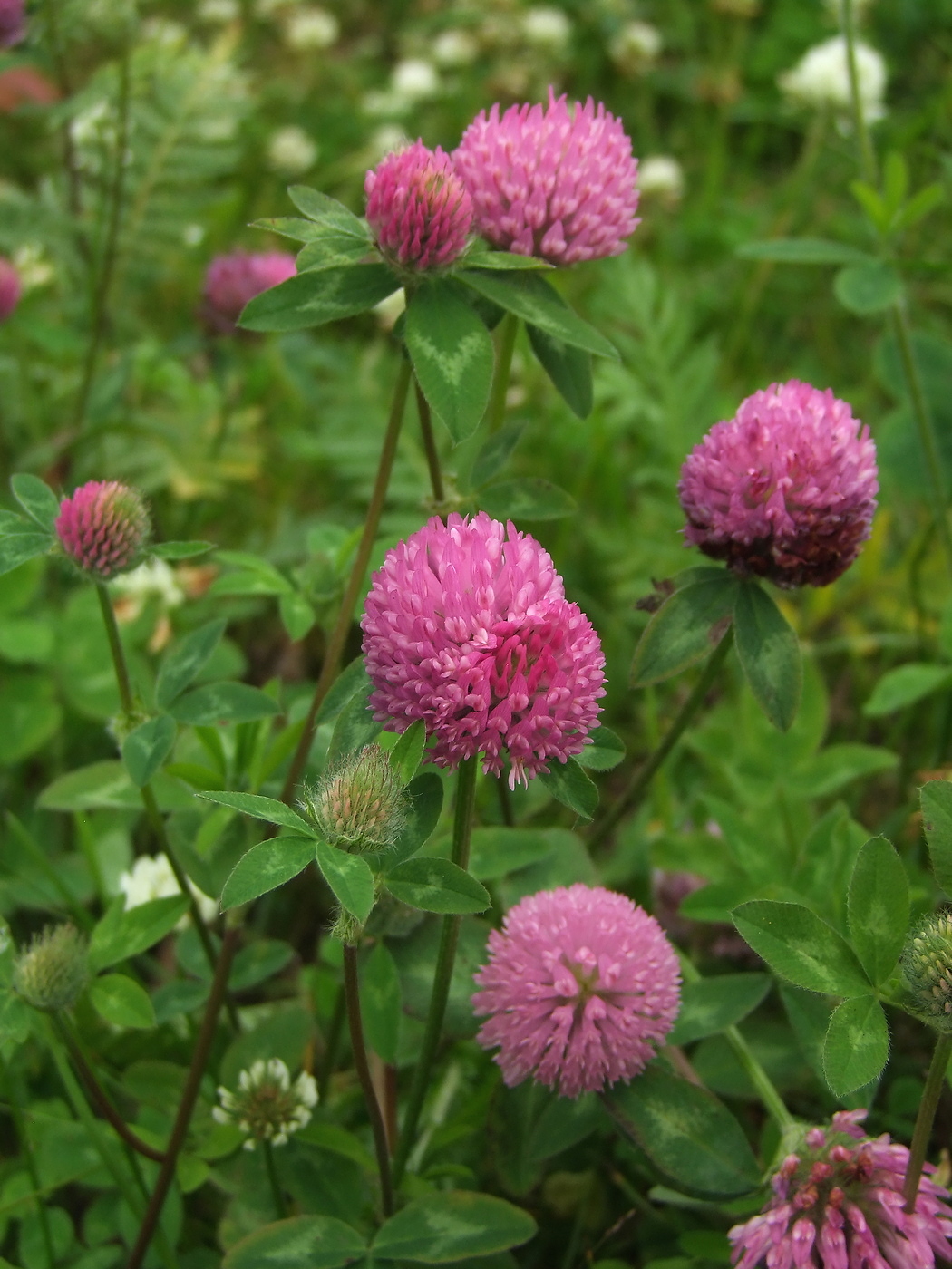 Изображение особи Trifolium pratense.