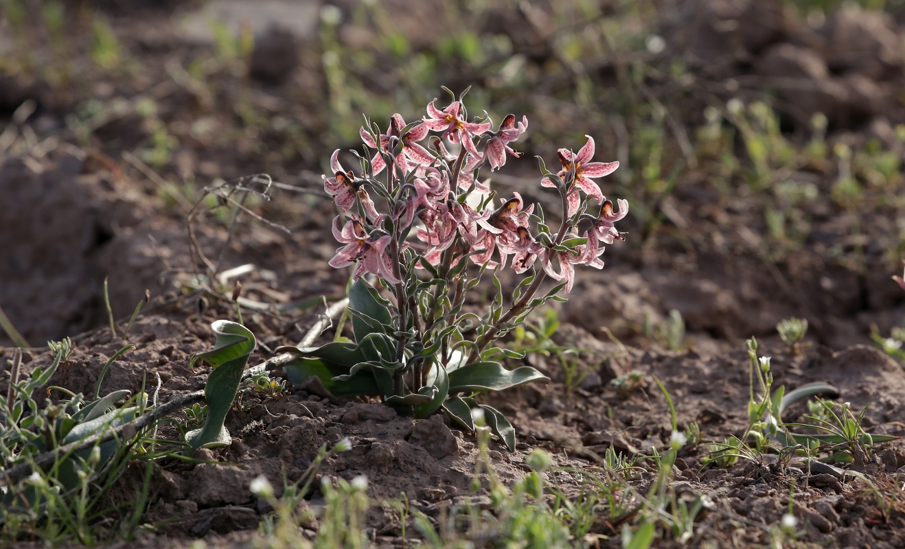 Image of Rhinopetalum karelinii specimen.