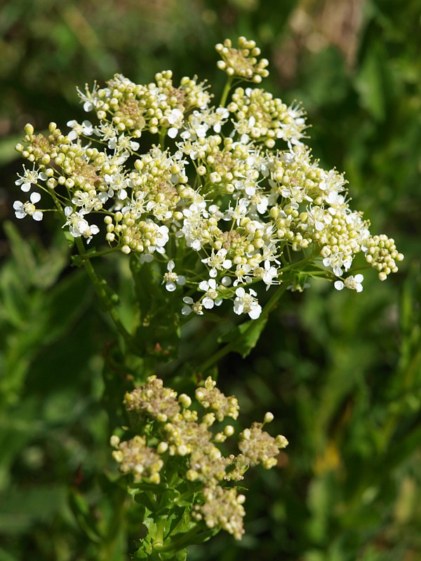 Image of Cardaria draba specimen.