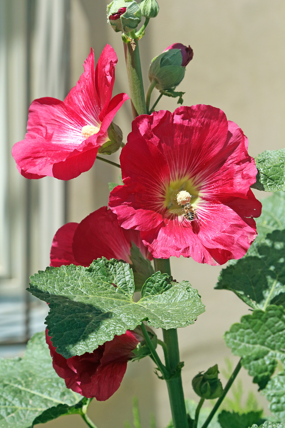 Image of Alcea rosea specimen.